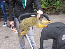 Смотреть фото Боливийский саймири Фото Боливийский саймири