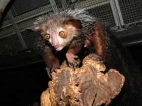 Смотреть фото Руконожка Фото Руконожка