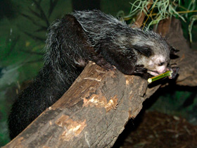 Фото Ай-ай: руконогий примат