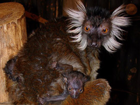 Фото Чёрный лемур