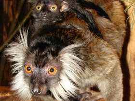 Фото Чёрный лемур