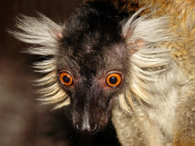 Фото Чёрный лемур