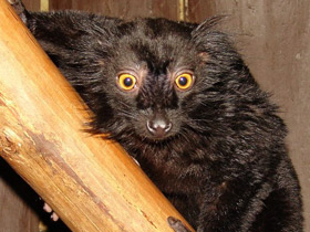 Фото Чёрный лемур