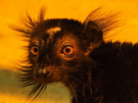 Фото Чёрный лемур