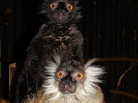 Фото Чёрный лемур