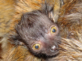 Фото Чёрный лемур