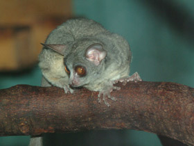 Смотреть фото Сенегальский галаго Фото Сенегальский галаго