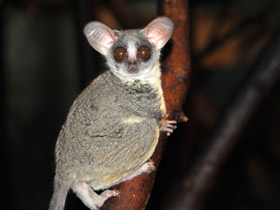 Сенегальский галаго