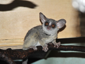 Смотреть фото Сенегальский галаго Фото Сенегальский галаго