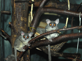 Смотреть фото Сенегальский галаго Фото Сенегальский галаго