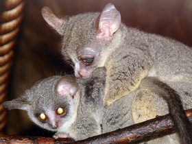 Смотреть фото Сенегальский галаго Фото Сенегальский галаго