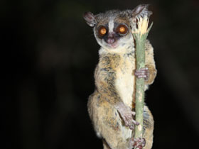 Фото Рондский галаго