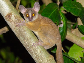Фото Занзибарский галаго