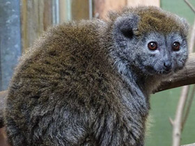 Смотреть фото Алаутранский серый лемур Фото Алаутранский серый лемур