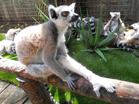 Фото Кошачий лемур