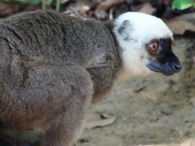 Фото Белолобый лемур