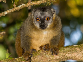 Фото Сероголовый лемур