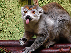 Фото Венценосный лемур