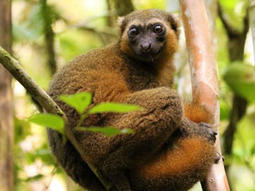 Фото Золотистый лемур