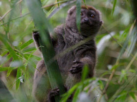 Фото Южный бамбуковый лемур
