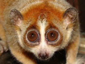 Толстый лори Толстый лори