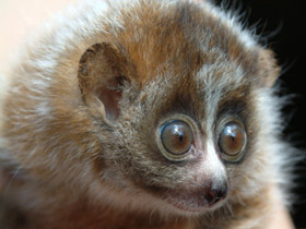 Фото Карликовый, или малый лори