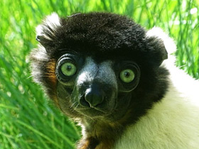 Фото Венценосный сифака