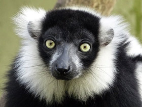 Лемур вари Лемур вари