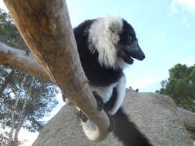 Фото Лемур вари