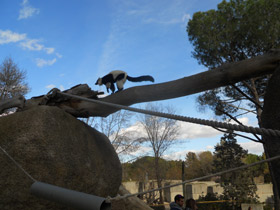Фото Лемур вари