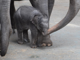 Индийский слон Индийский слон