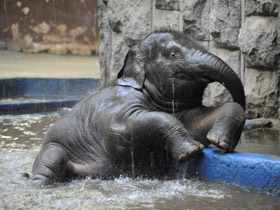 Индийский слон Индийский слон