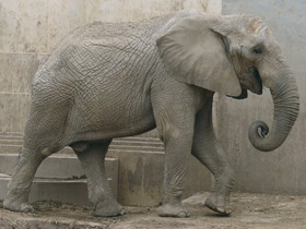 Фото 10 интересных фактов о слонах