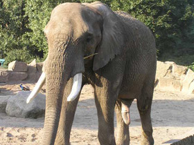 Фото 10 интересных фактов о слонах