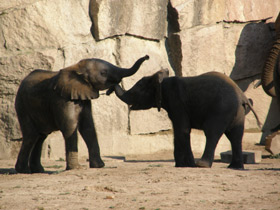 Смотреть фото Африканский слон Фото Африканский слон