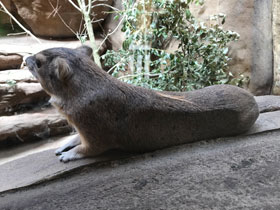 Смотреть фото Даман Брюса Фото Даман Брюса
