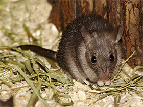 Фото Иглистая мышь