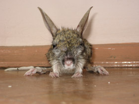 Смотреть фото Большой тушканчик Фото Большой тушканчик