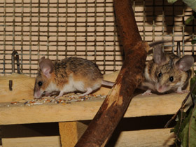 Фото Мышевидный хомяк