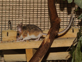 Фото Мышевидный хомяк