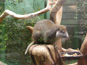 Смотреть фото Кубинская хутия Фото Кубинская хутия