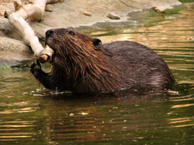 Смотреть фото Животные - символы Фото Животные - символы