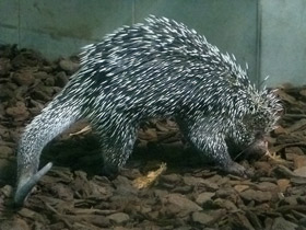 Фото Цепкохвостый дикобраз