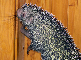 Фото Цепкохвостый дикобраз