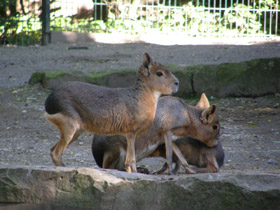 Смотреть фото Патагонская мара Фото Патагонская мара