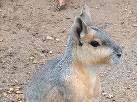 Смотреть фото Патагонская мара Фото Патагонская мара