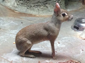 Фото Чакоанская мара