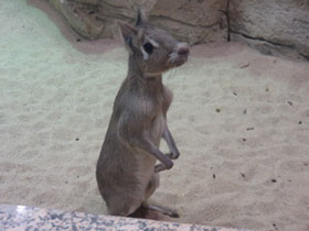 Фото Чакоанская мара