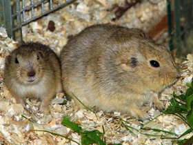 Фото Жёлтая пеструшка