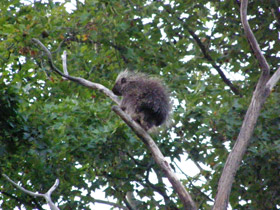 Смотреть фото Поркупин Фото Поркупин